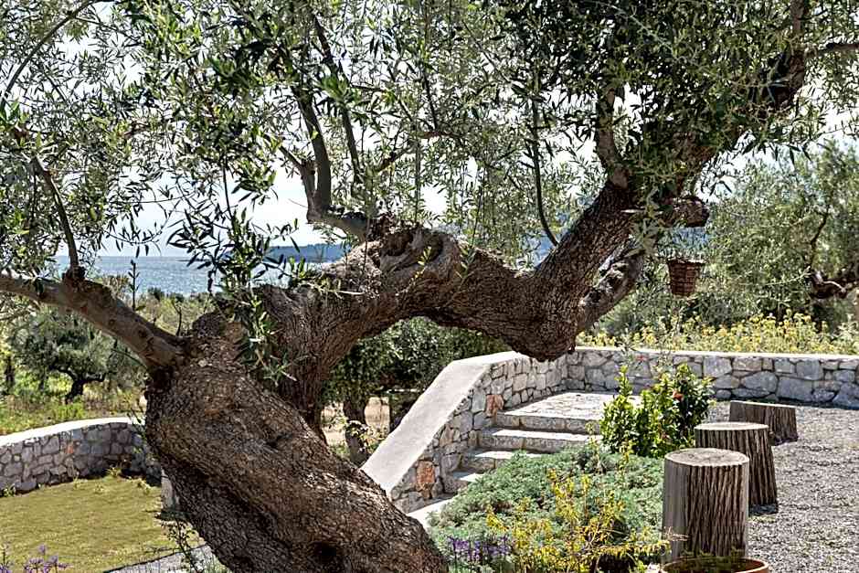 The Olive Yard