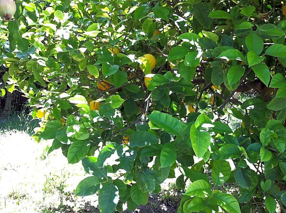 Olgas Paradise Apartments