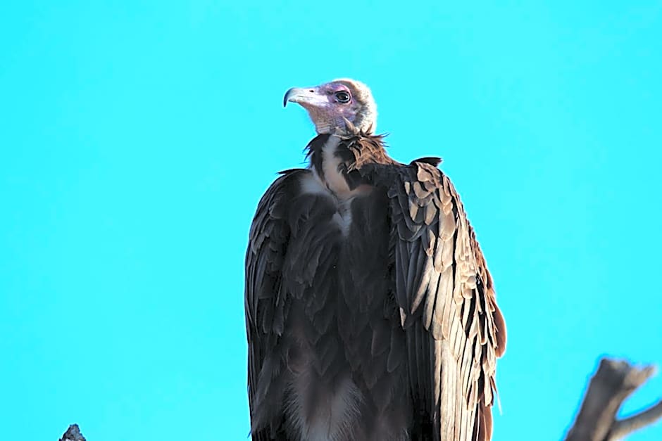 Zazu Private Bush Lodge, Formerly Masodini