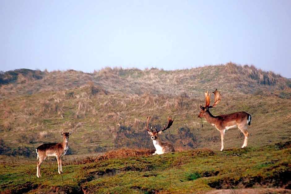 Hotel / Pension Villa Tanahlot