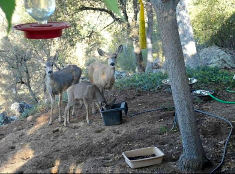Yosemite Bed and Breakfast