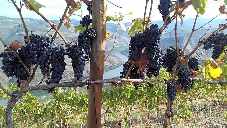 Stay at the Winemaker