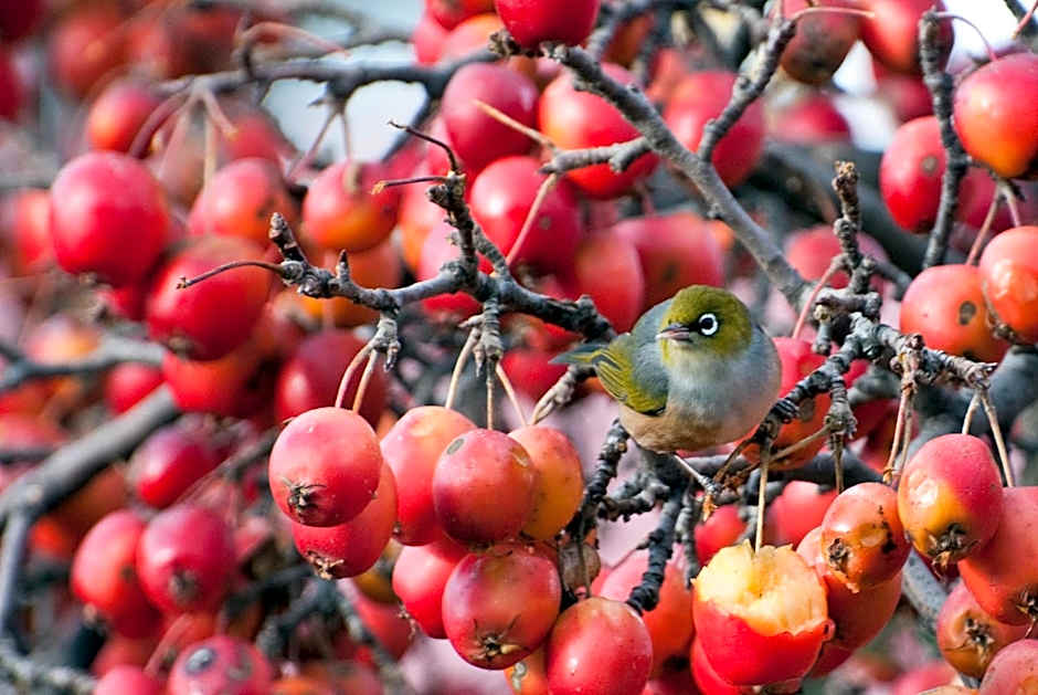 Archway Motels & Chalets