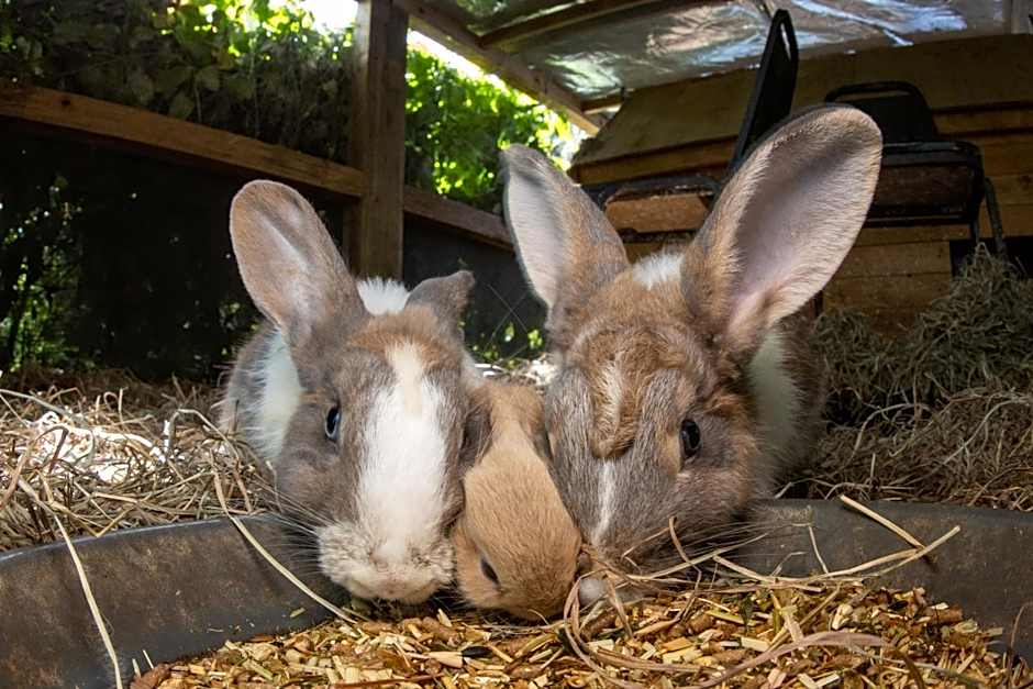 Batchelor Butterfly Farm