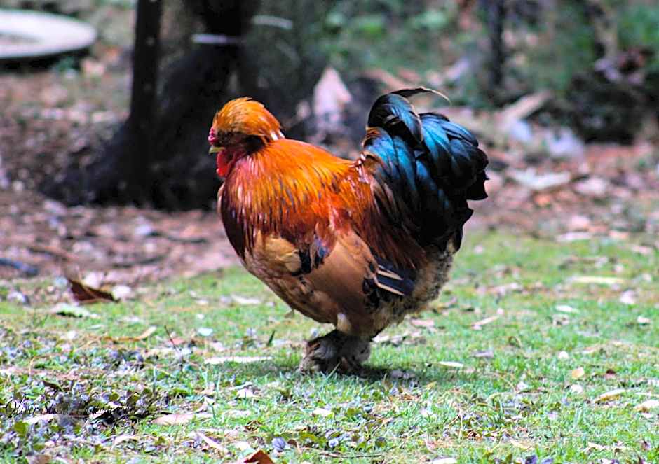 Tomah Retreat - Studio CHILL with fireplace and clawfoot bath