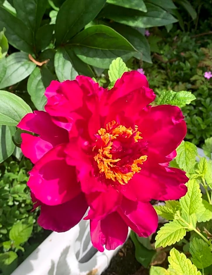 Parsnips House BnB Glastonbury