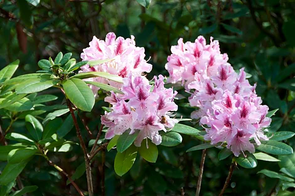 Hôtellerie L'Enclos Rey