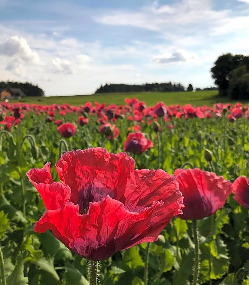 Hotel des Glücks - Landhotel Fischl