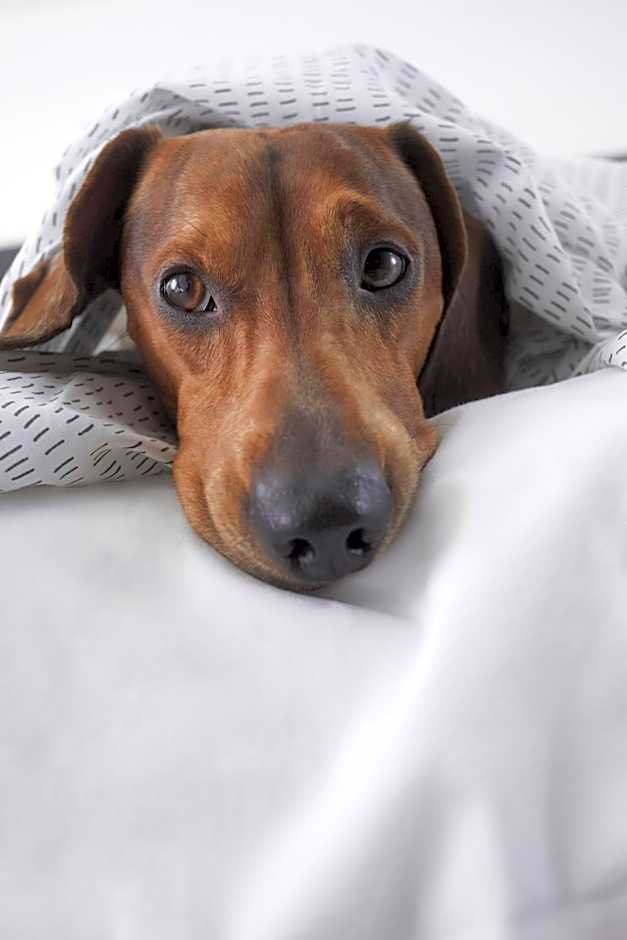 Hotel Wolfsburg Centrum Affiliated by Melia