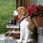 Albergo Chalet Lago Antorno