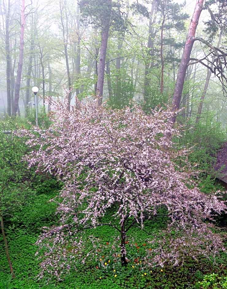 Privātviesnīca Zvaigzne