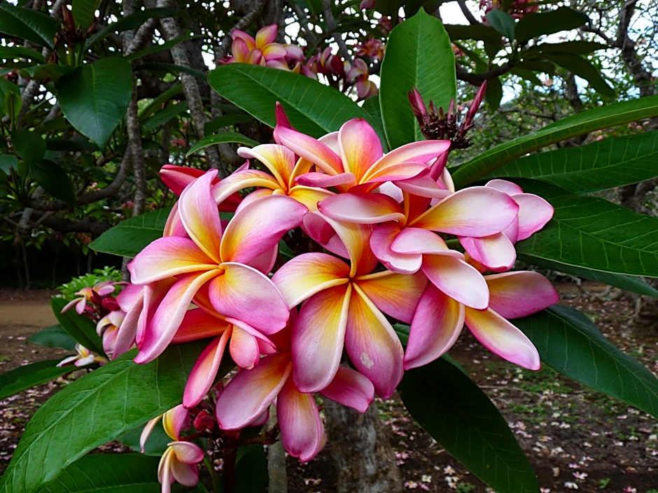 Kiahuna Plantation 96, Poipu Beach, Club Membership, Part Ocean View, Kids Toys