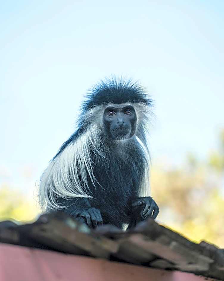 Diani Sea Lodge - All Inclusive