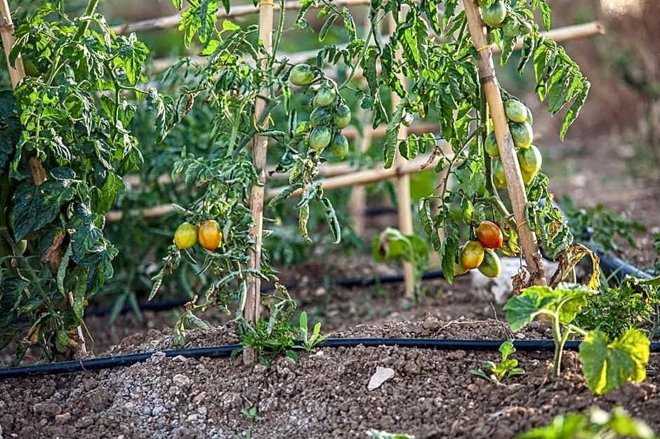 Il Gallo Con Gli Stivali