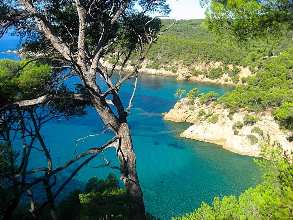 la cigale sous l'olivier