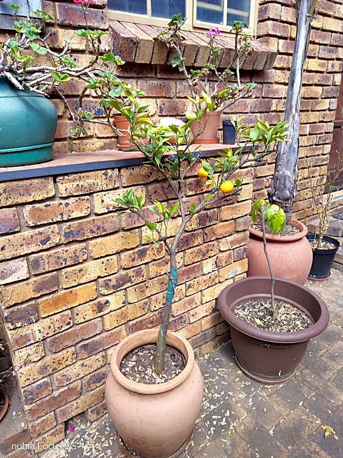 Feather Tree Bed and Breakfast