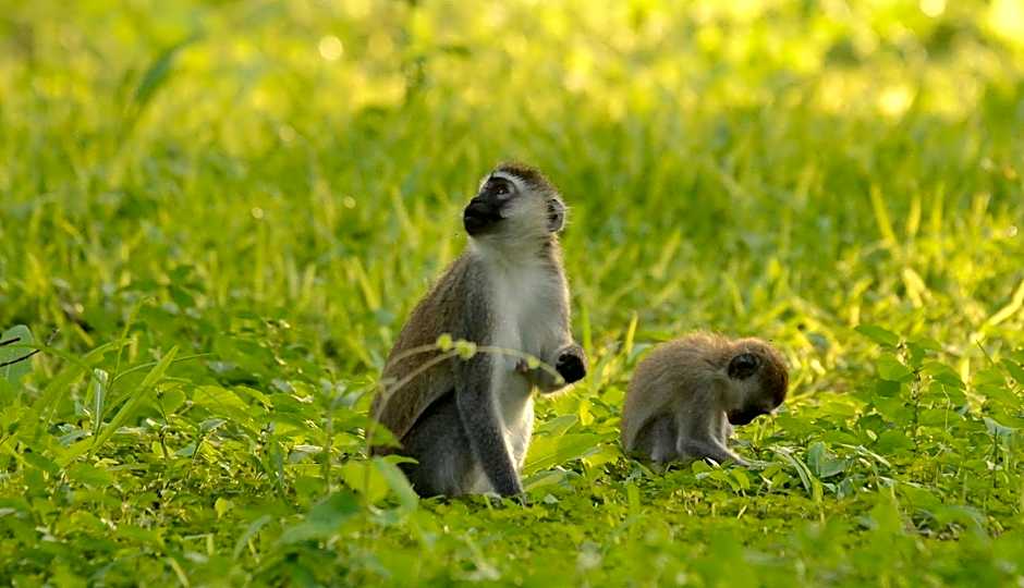 Migunga Tented Camp