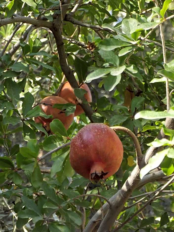 LE JARDIN DES GRENADIERS