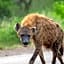 Foxy Crocodile Bush Lodge & Kruger Safaris