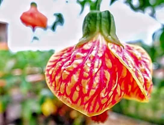 Pousada Natureza e Arte