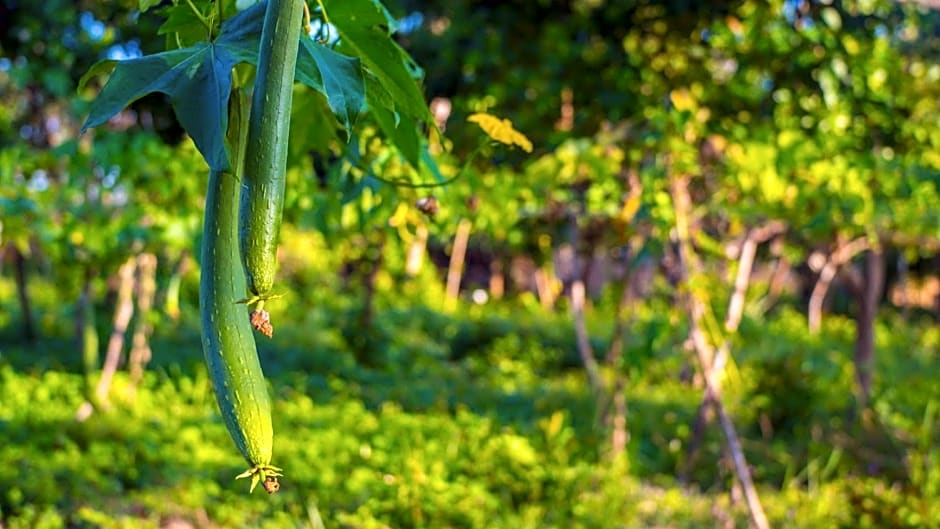 Balili Farm At Nacpan