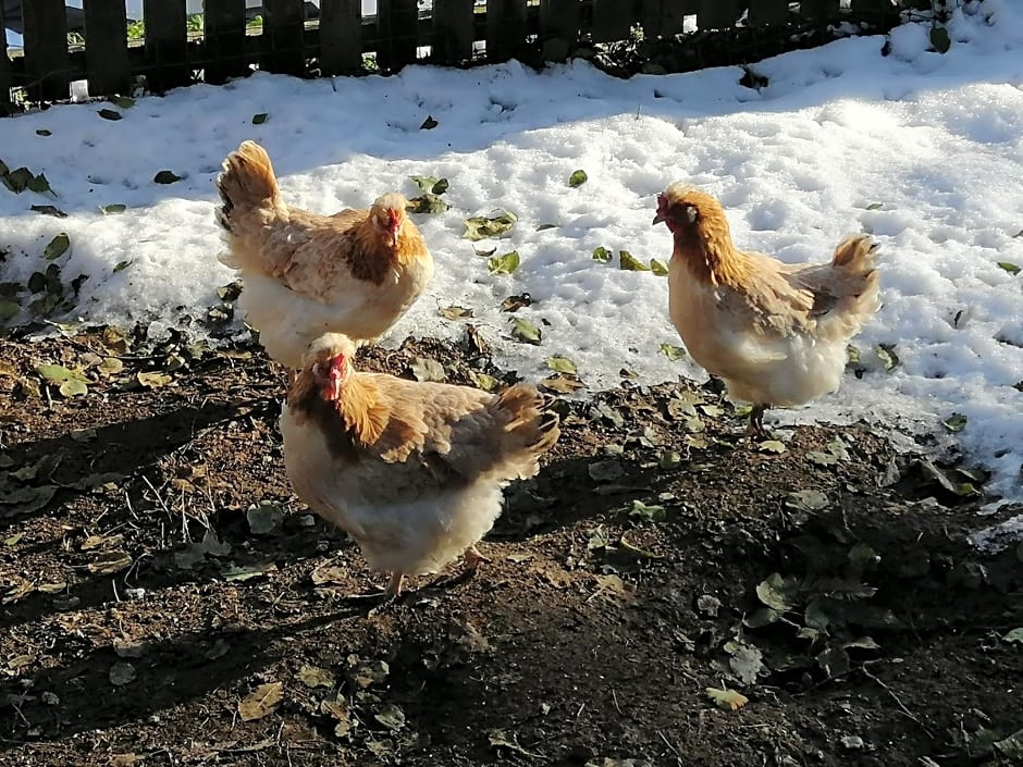 Landhaus Zangerl - Kobelerhof