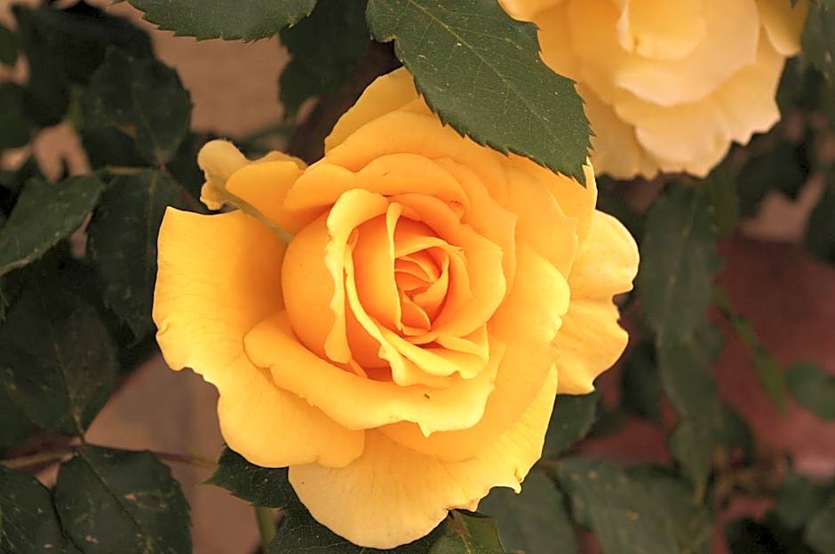 Baia Degli Aranci Suite & Apartments