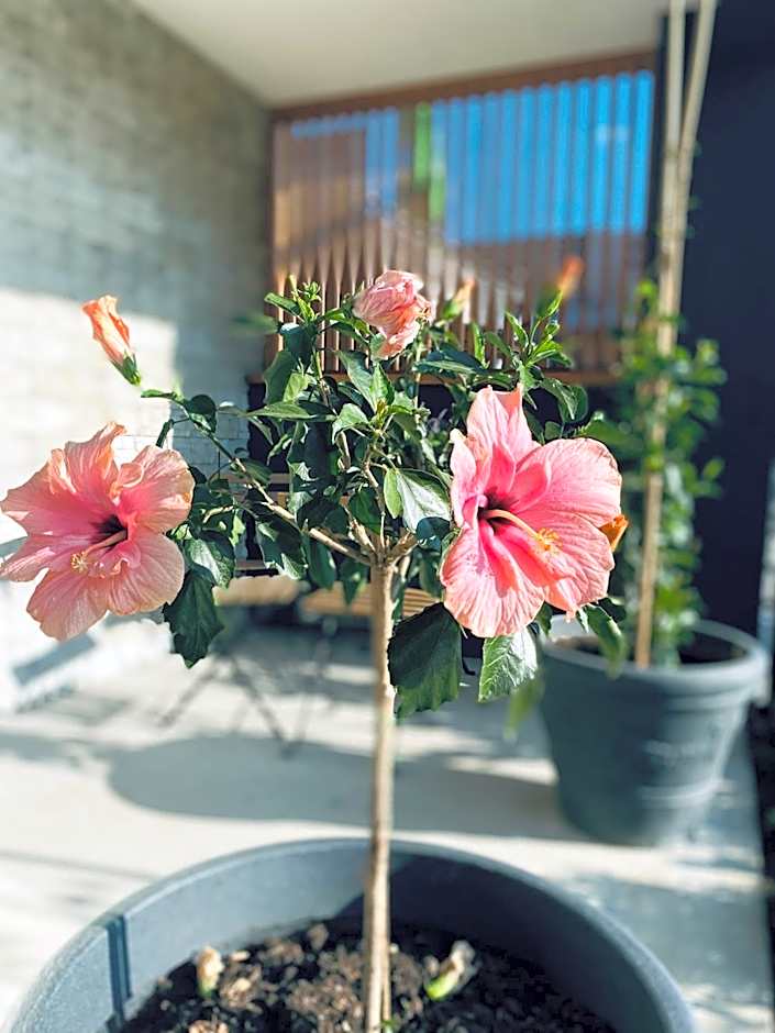 Rooms & Apartment ZALA Skier-Friendly near cable car