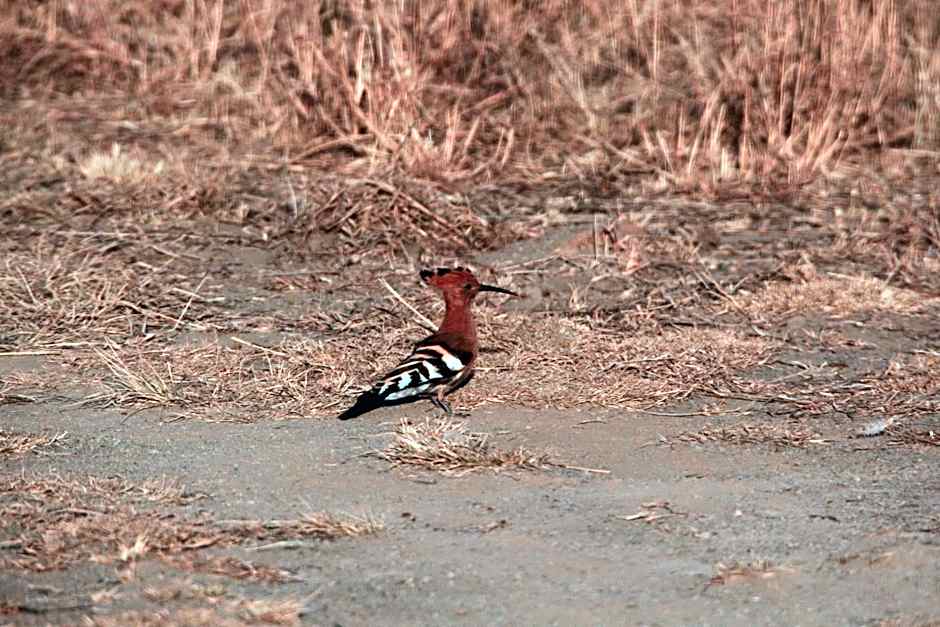 Umzolozolo Private Safari Lodge & Spa