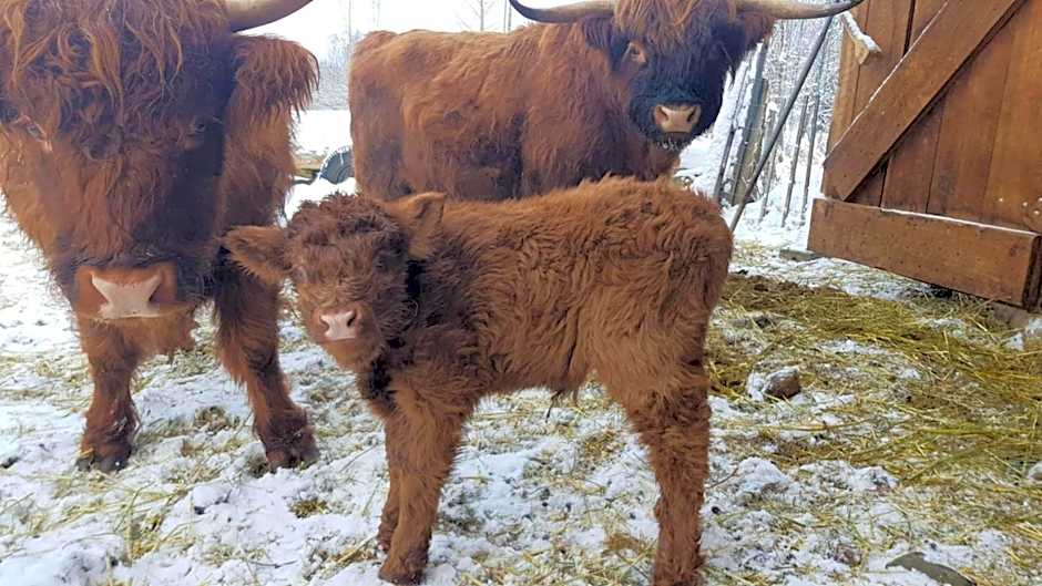 Wolfwood Guest Ranch