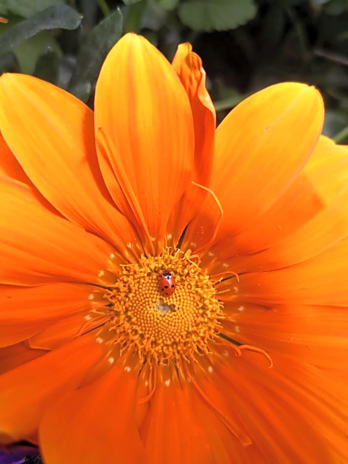 AmendoeirasHouse-SustainableLiving