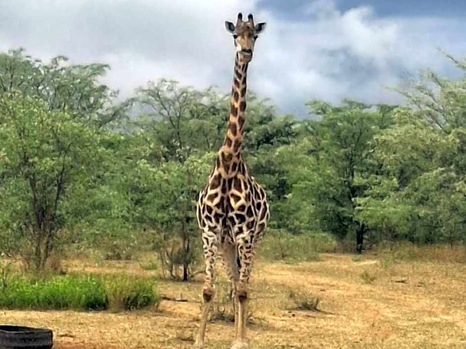 Kigeni Safari Lodge & Spa