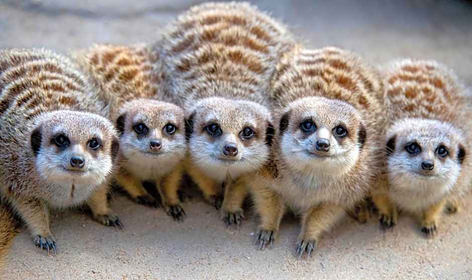 Adelaide Caravan Park - Aspen Holiday Parks