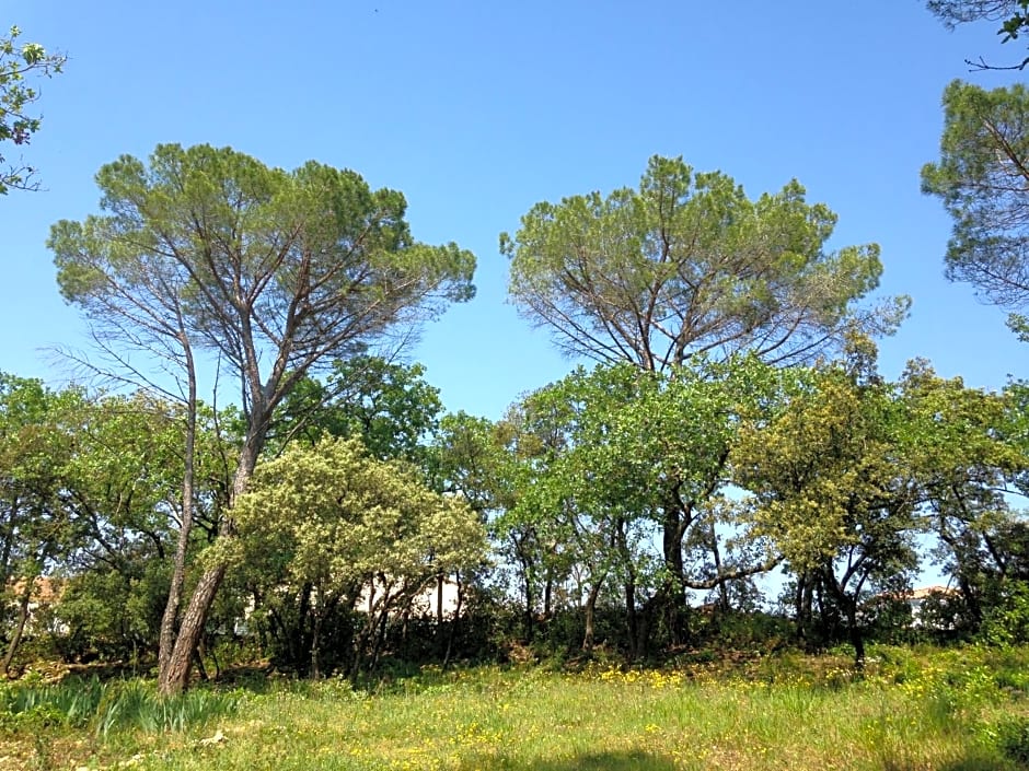 Les marguerites