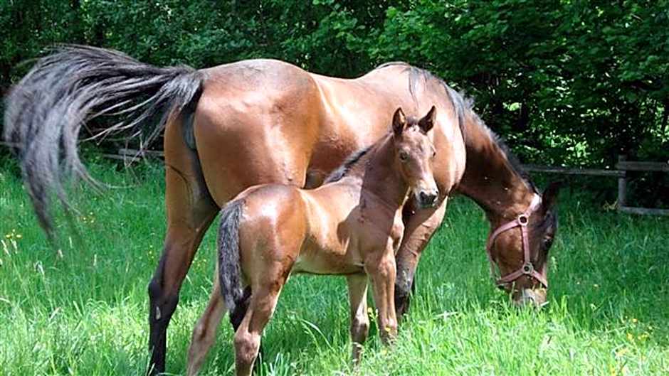 Gästezimmer Buchegger