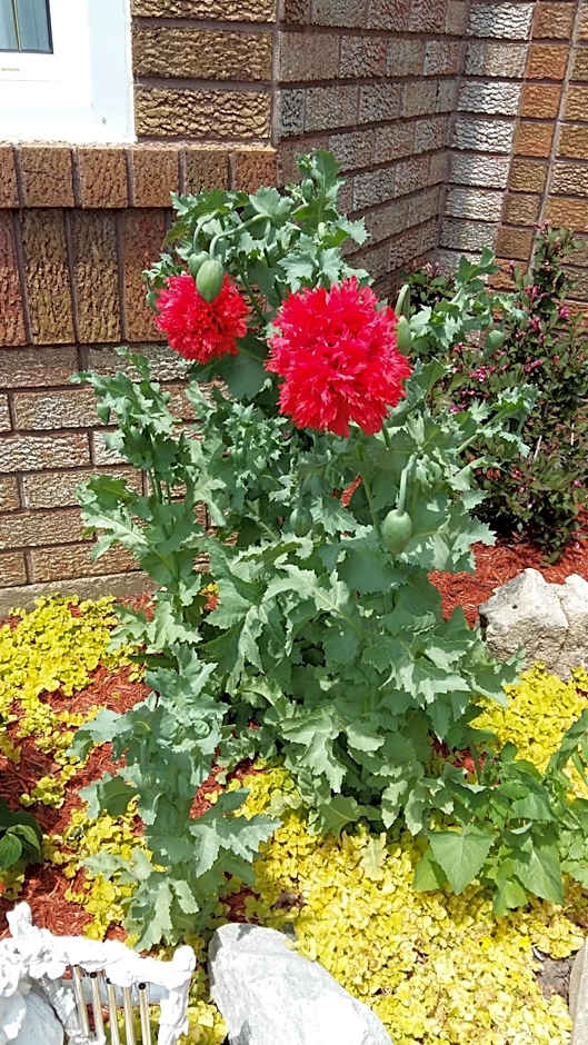 Molly's Retreat B and B