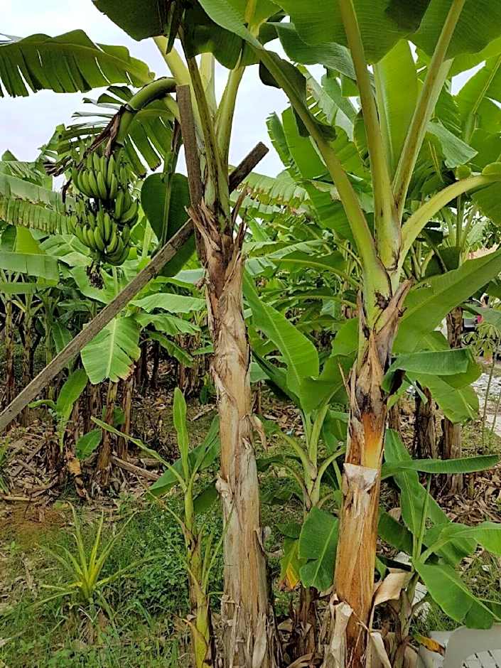 Casa Hotel near KLIA 1