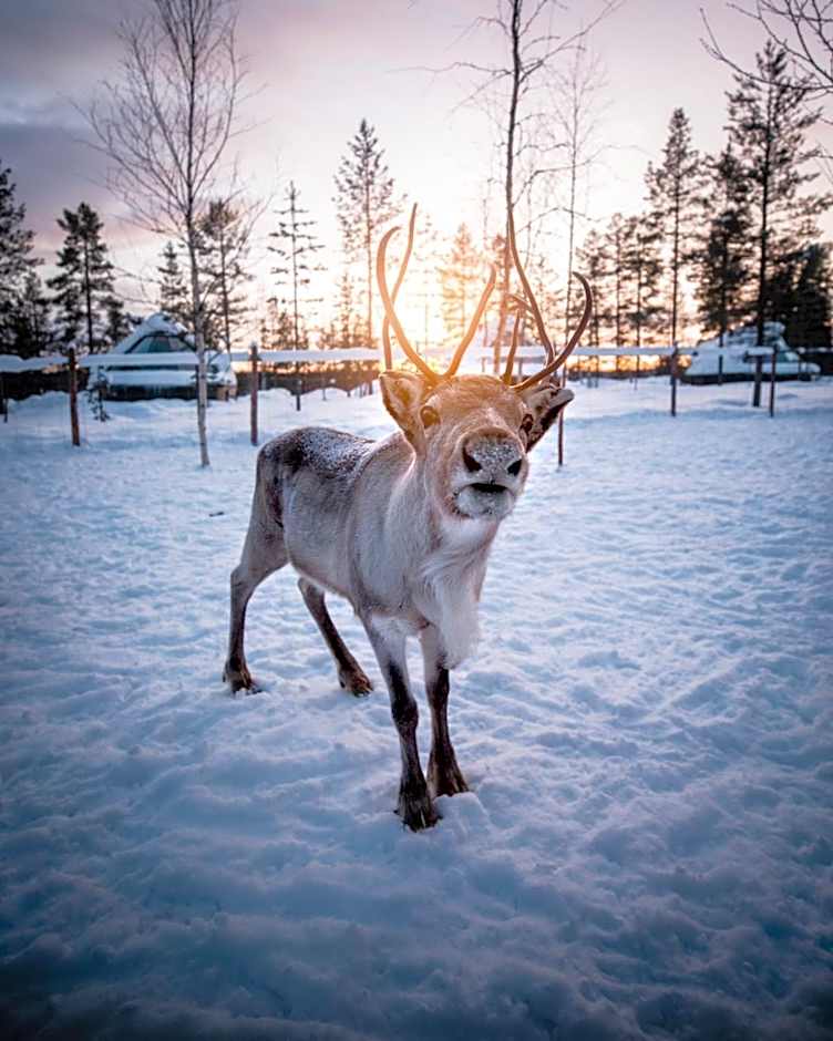 Aurora Village Ivalo