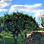 Tenuta degli Agrumi