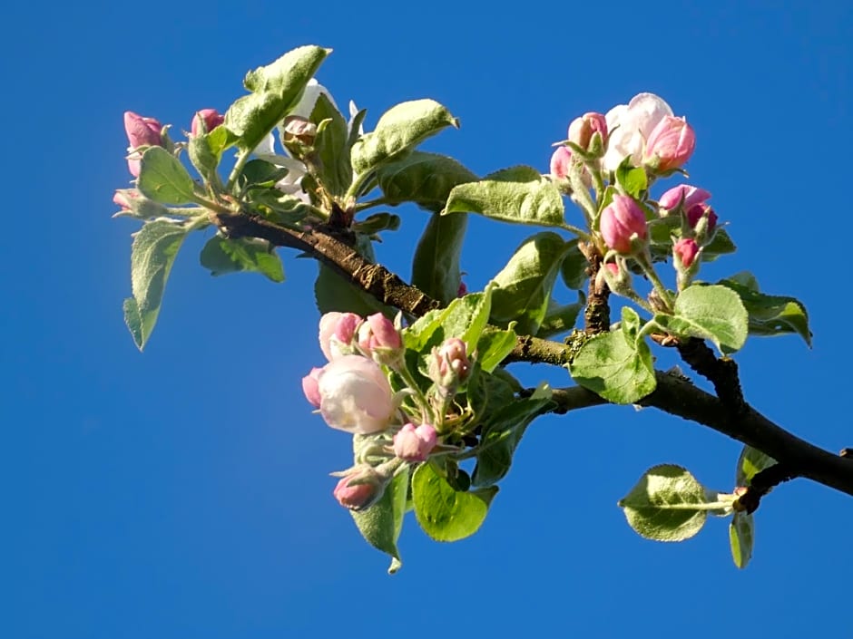 Les Petits Matins Bleus - Chambres d'hôtes "Les Pommiers"