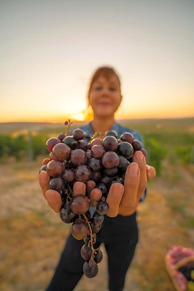 SUNOLUS VINEYARDHOUSe