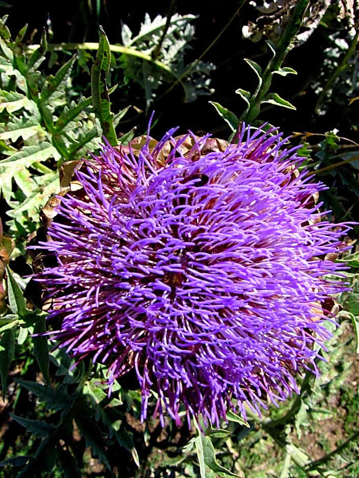 Bowral Road Art Gallery Bed and Breakfast