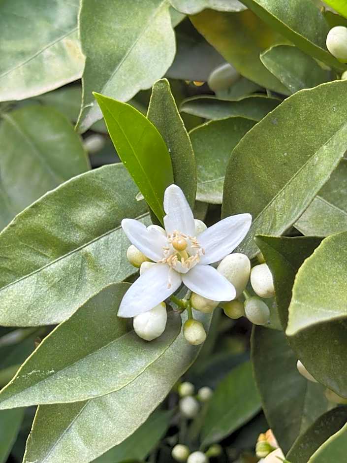Hotel Yavuz Bungalow