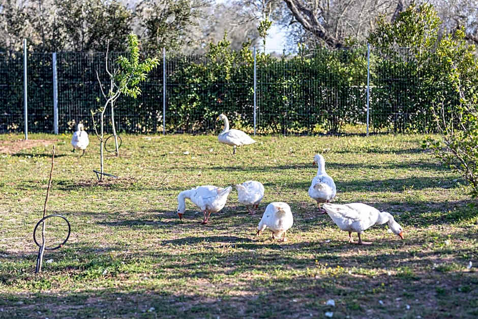 Masseria Borgo Segine - Relais nel Salento