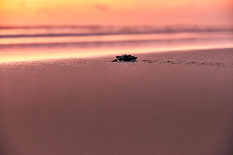 One Acapulco Diamante