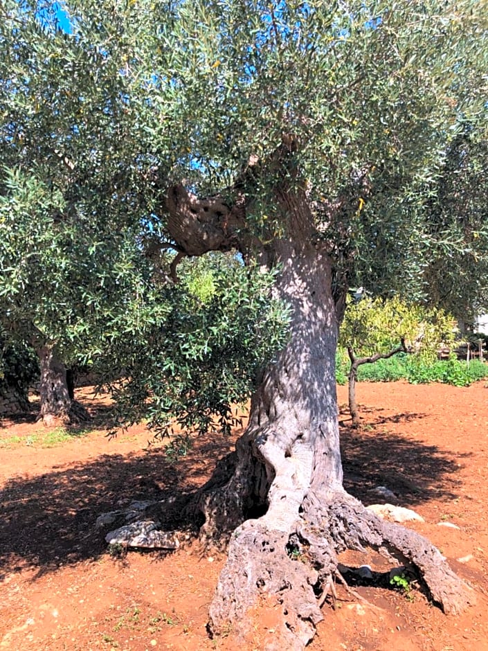 Dimora Sofia – Monopoli, LA