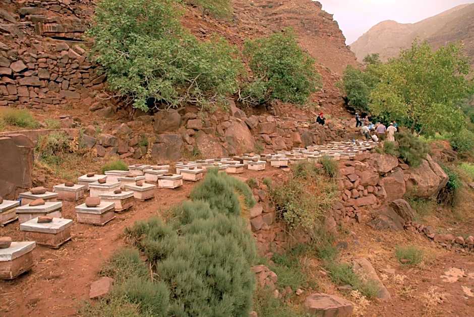 Riad Lorsya