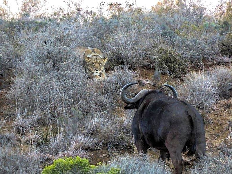 HillsNek Safari Camp