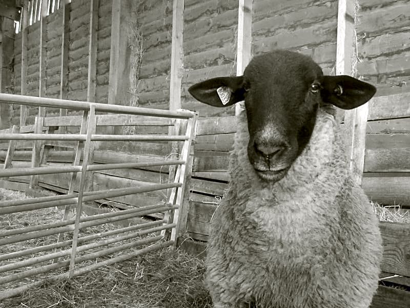 La Ferme du Vincin – Vannes, MN