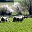 La Ferme de Gorgeat